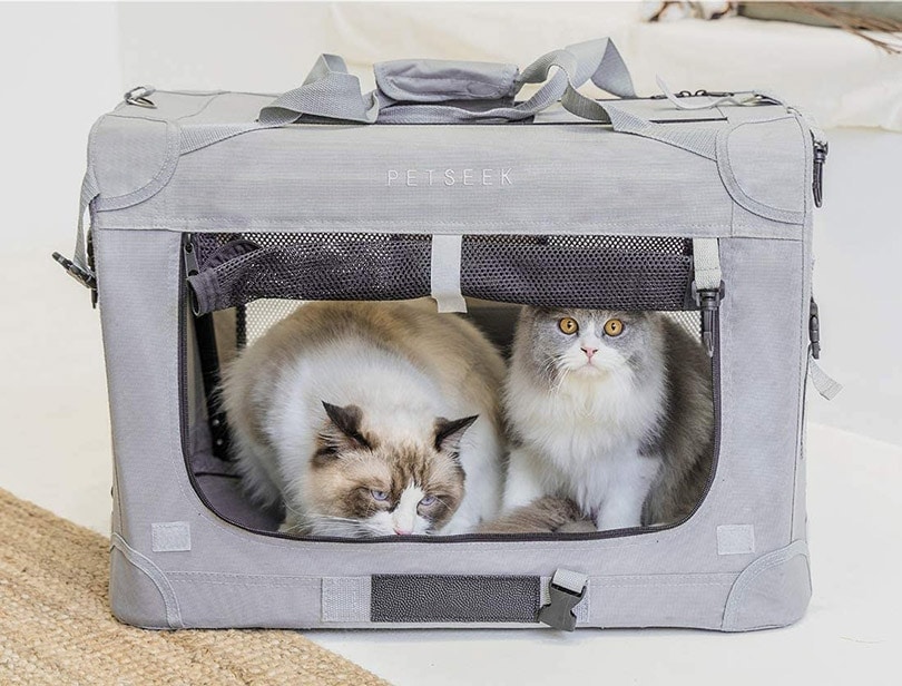 cats in a travel cat carrier