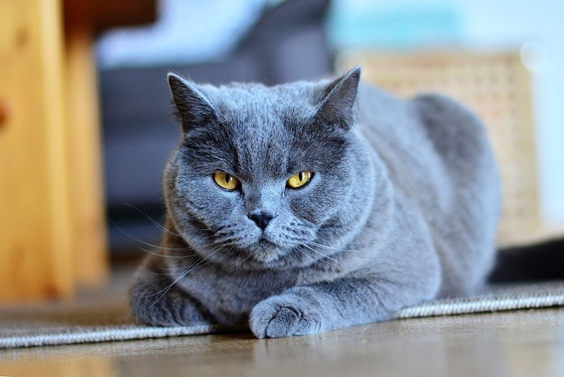 mèo chartreux nằm trên thảm
