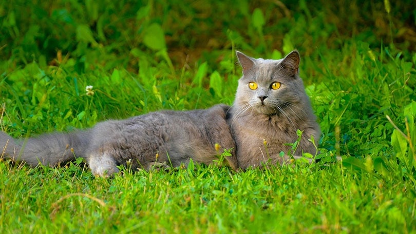 chartreux cat lying on grass