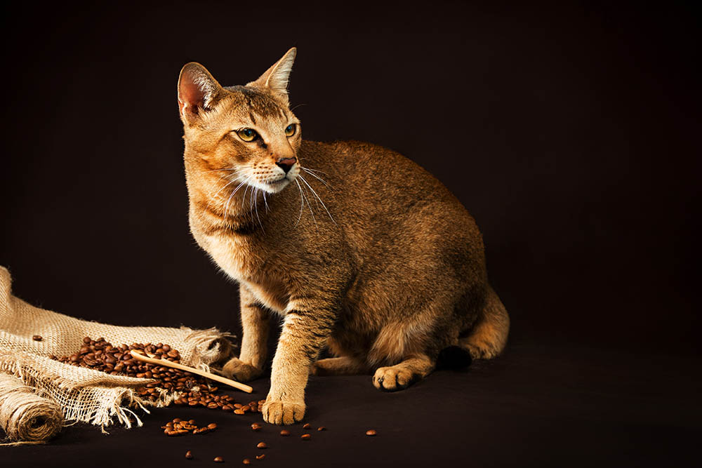 Chausie cat on dark background