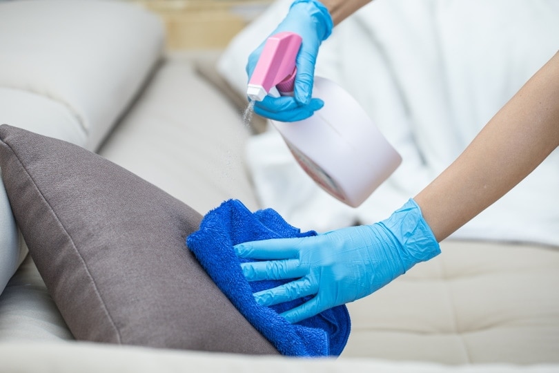 cleaning couch with disinfectant spray