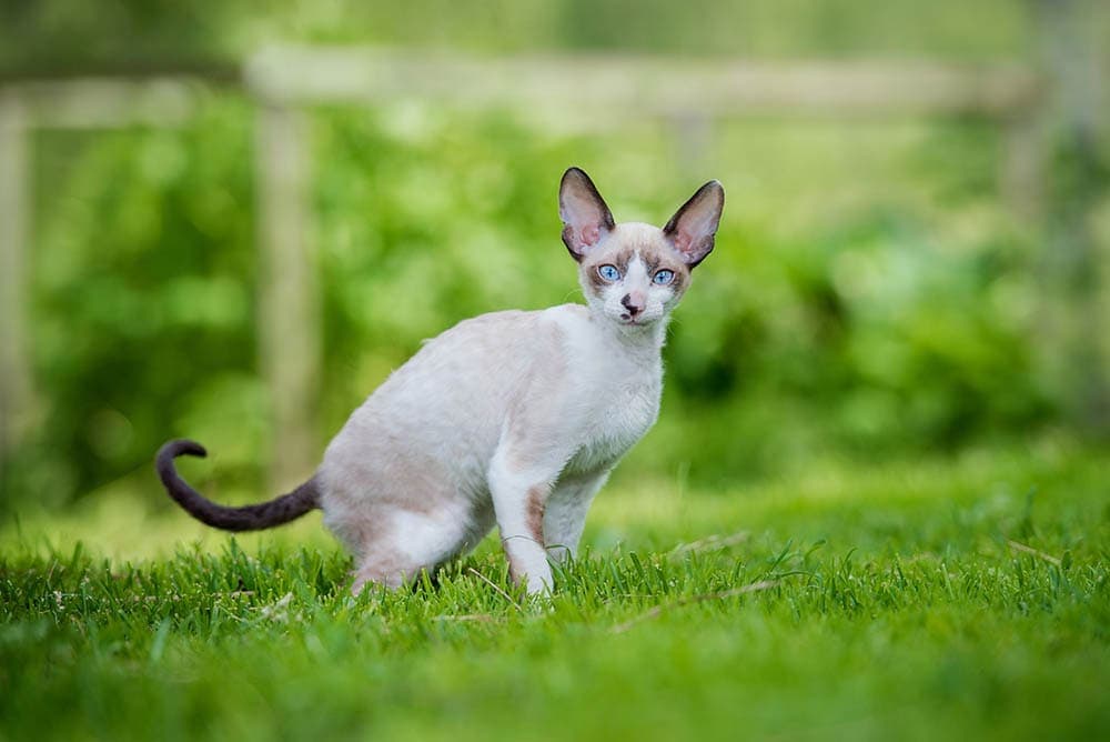 Cornish rex in the grass