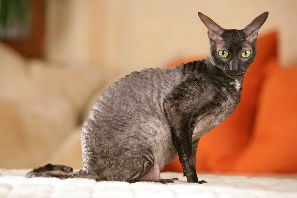 cornish rex sitting indoor