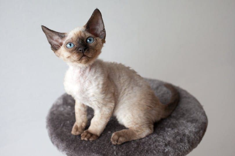 devon rex kitten on a cat tree