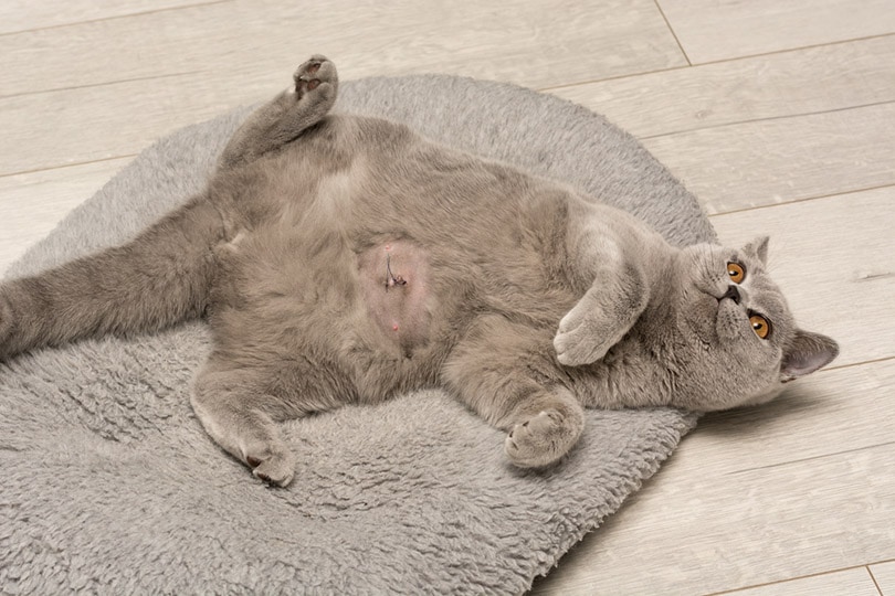 domestic gray British Shorthair cat lies on its back and shows a bald shaved tummy