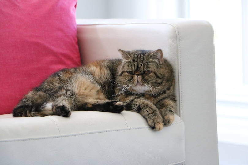exotic shorthair cat on couch