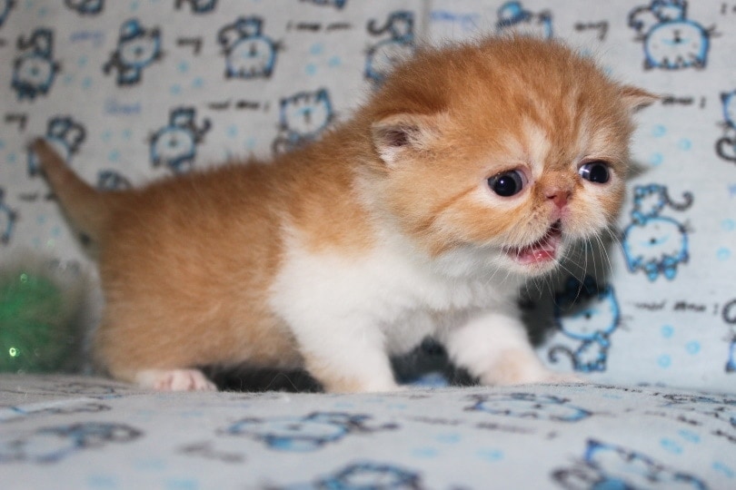 exotic shorthair kitten