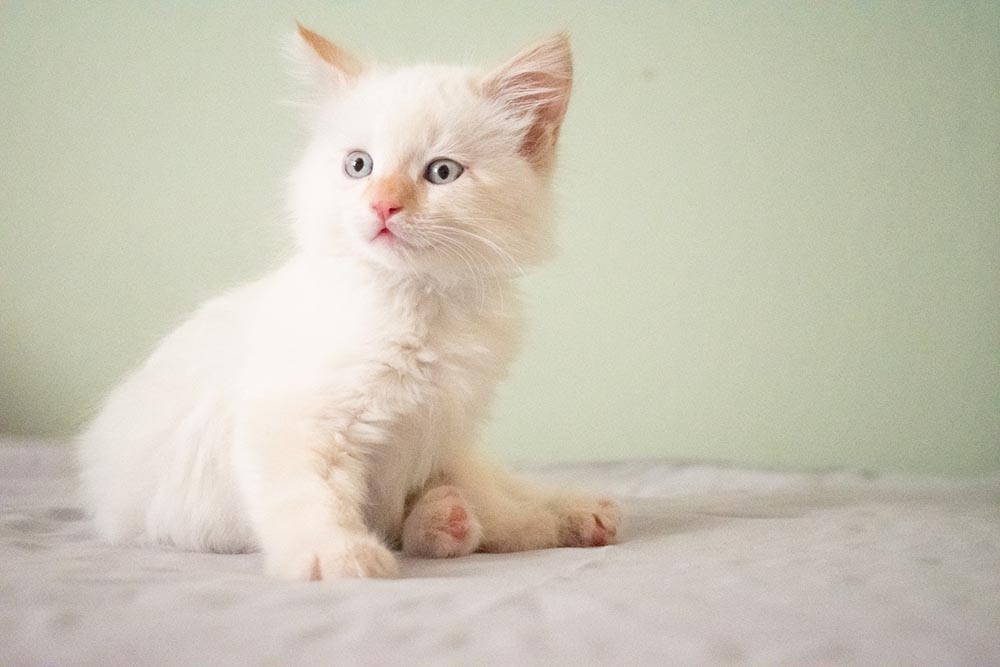 flame point ragdoll kitten