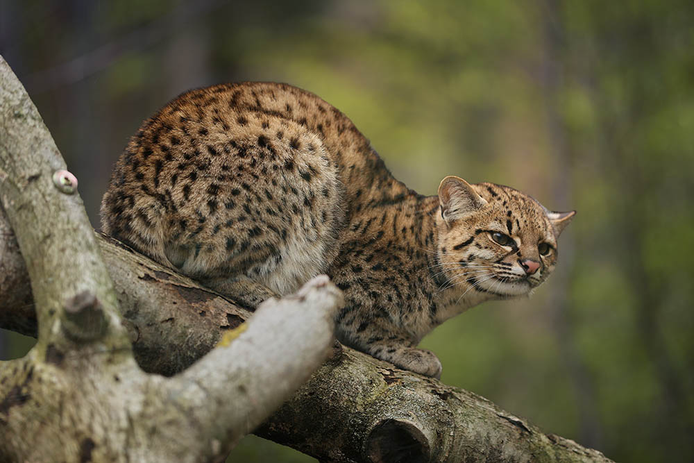 El gato de Geoffroy en el árbol.
