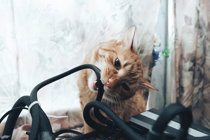6 Reasons Why Cats Chew Electrical Cords (& How to Stop It) | Hepper