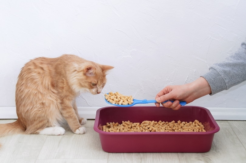 ginger cat near litter box ginger cat near litter box