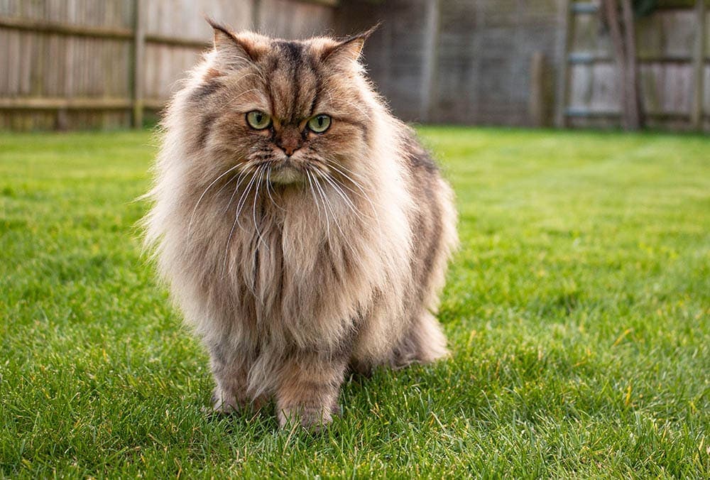 golden chinchilla in the garden