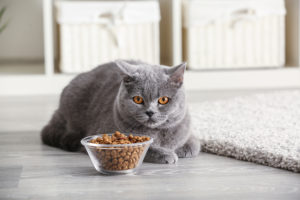 grey cat besides its food bowl