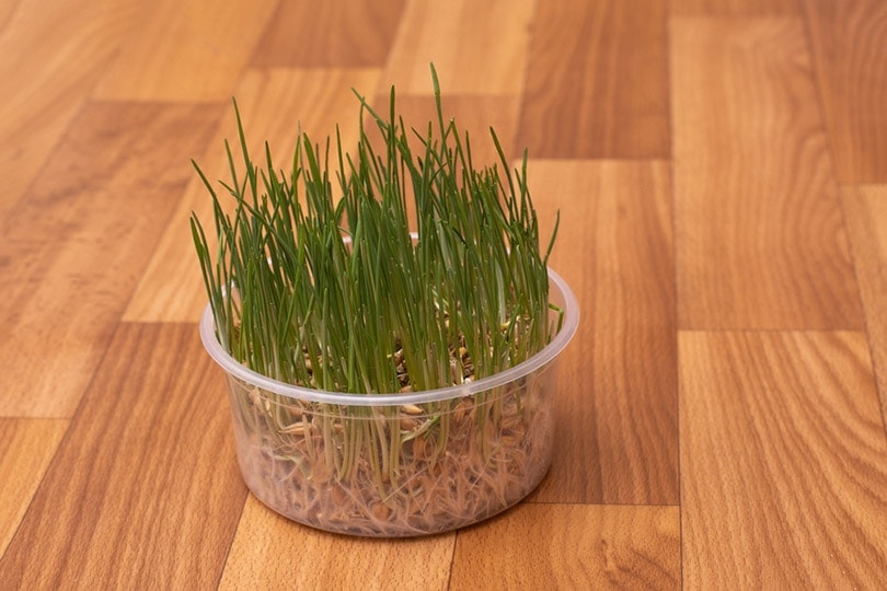 growing cat grass at home in a plastic box