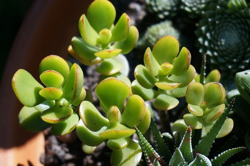 jade plant