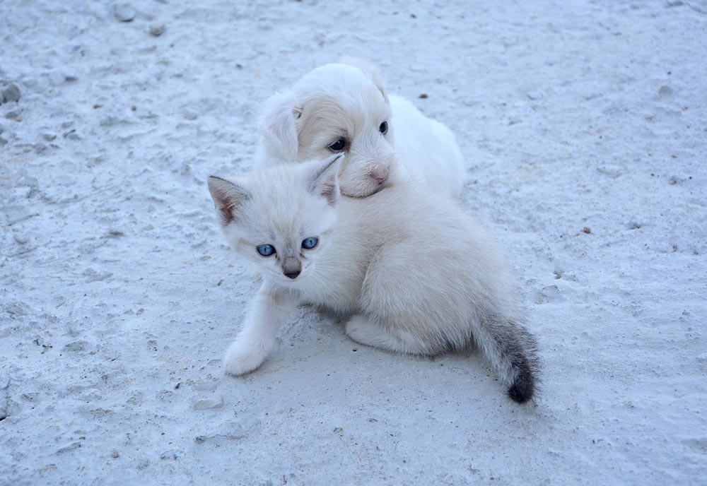 kitten and puppy