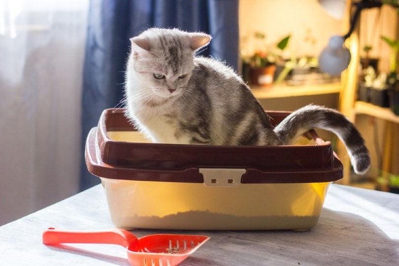 mèo con trên hộp vệ sinh cho mèo