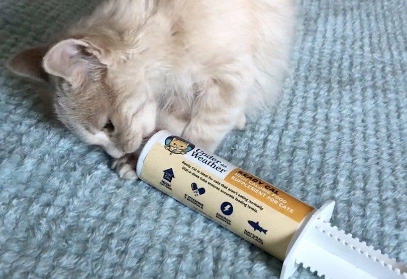 kitten taking weight gain supplement