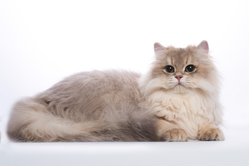 longhair cat golden blue chinchilla with green eyes