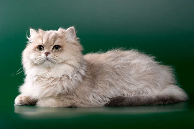 longhair cat golden blue chinchilla with green eyes