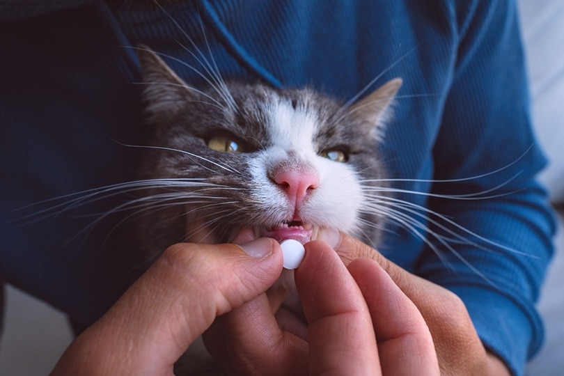 man giving a pill to sick cat