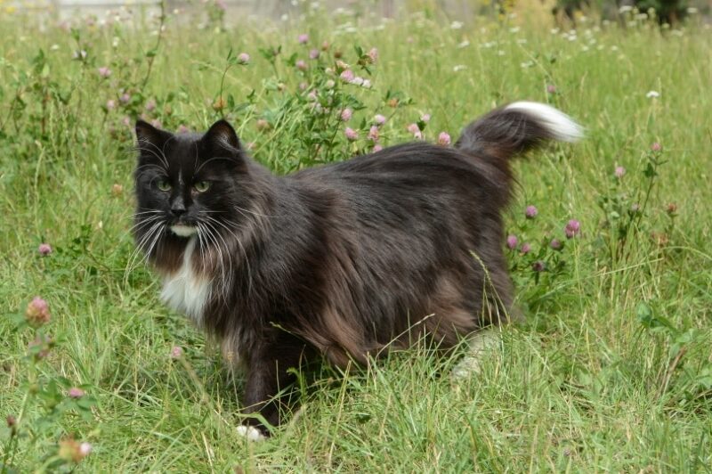 Gato de pelaje largo y negro entre pasto alto.