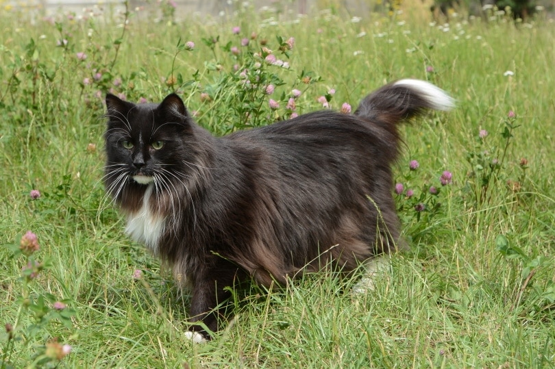 norwegian forest cat on grass