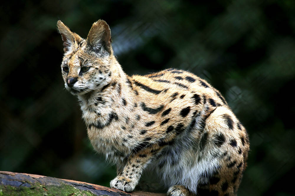 6 Types of Wild Cats in Mexico (With Pictures) | Hepper