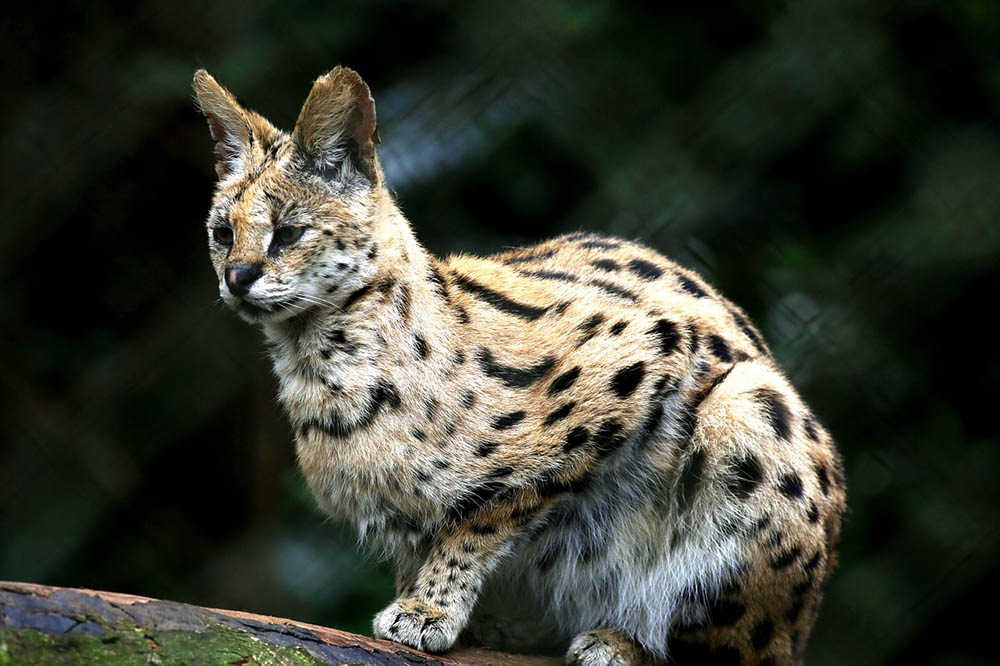 Gato salvaje de orejas grandes parado sobre la rama de un árbol.