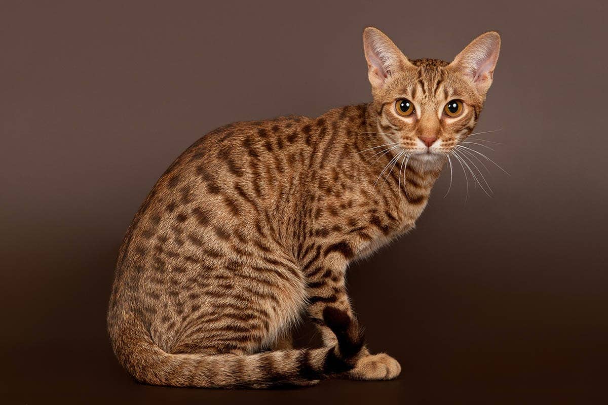 ocicat cat in brown background
