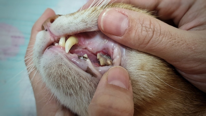 mở miệng mèo bị bệnh răng miệng