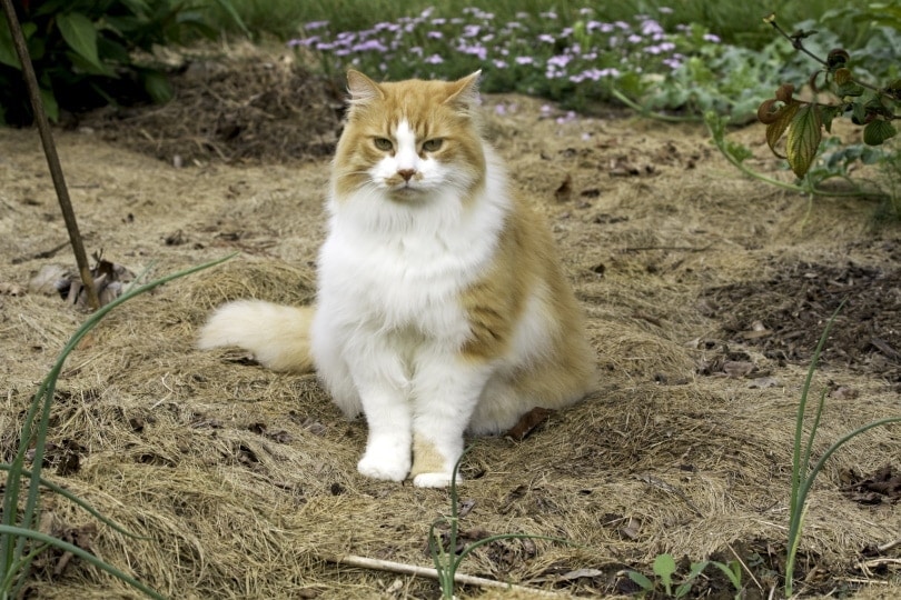 orange and white domestic longhair cat in garden