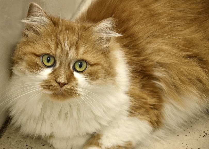 mèo nhà lông dài màu cam và trắng