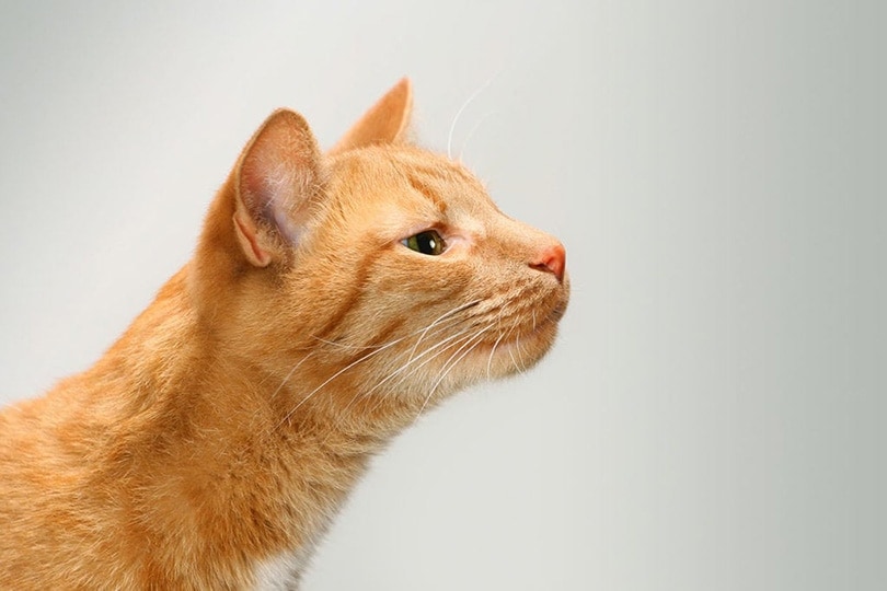 7 Smells That Cats Hate - What You Need To Know!