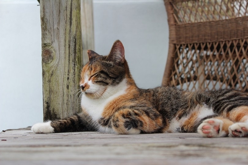 outdoor cat relaxing on a wooden patio deck