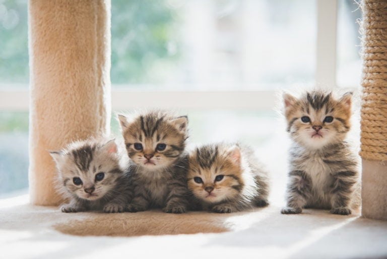 Can a Litter of Kittens Have Multiple Fathers? Superfecundation