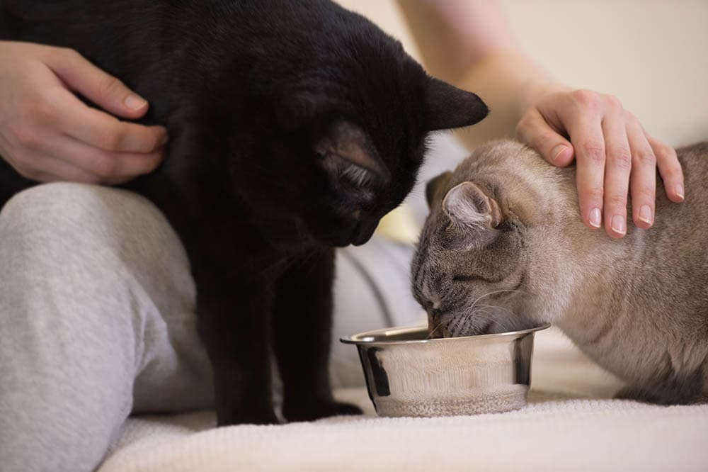 person feeding two cats