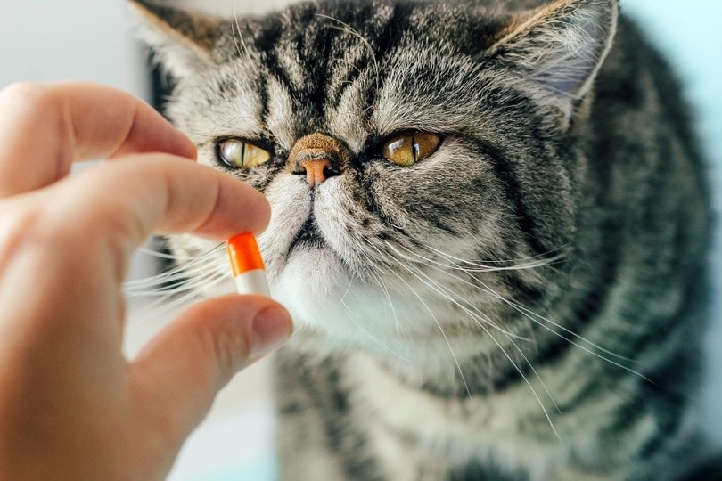 person gives a pill to a cat
