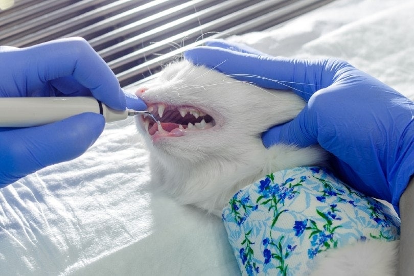 nha sĩ thú cưng làm sạch răng mèo trong phòng khám thú y