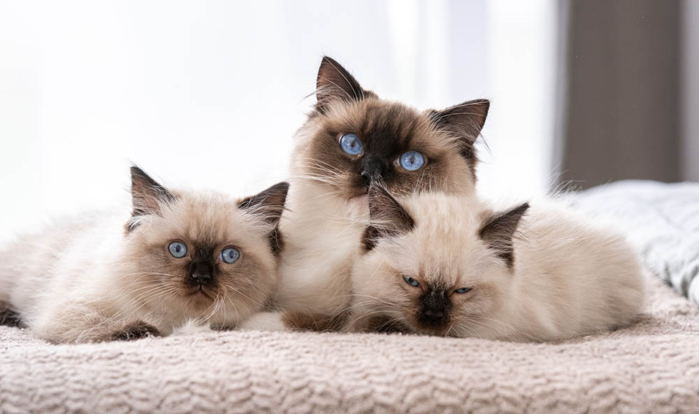 ragdoll and kittens