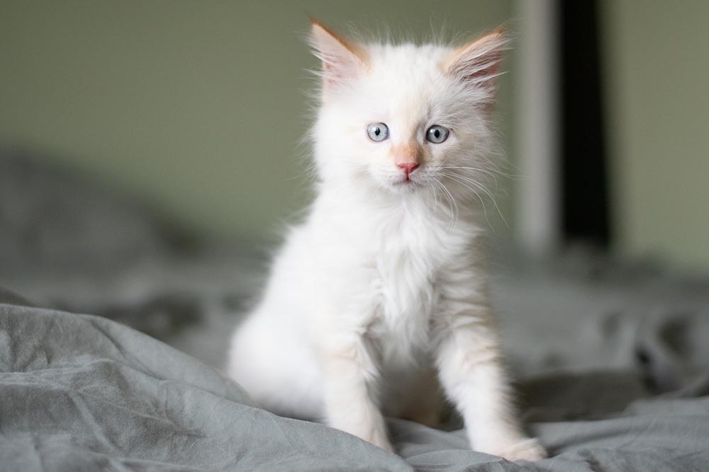 ragdoll kitten in the bed