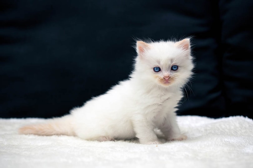mèo con ragdoll ngồi trên chăn mềm