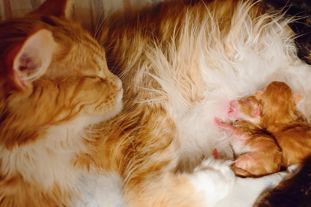 red cat feeding her newborn kittens red cat feeding her newborn kittens