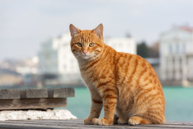 Mèo Anh lông ngắn Tabby - Mèo Tabby giá bao nhiêu? 4 Mèo Anh lông ngắn Tabby - Mèo Tabby giá bao nhiêu?