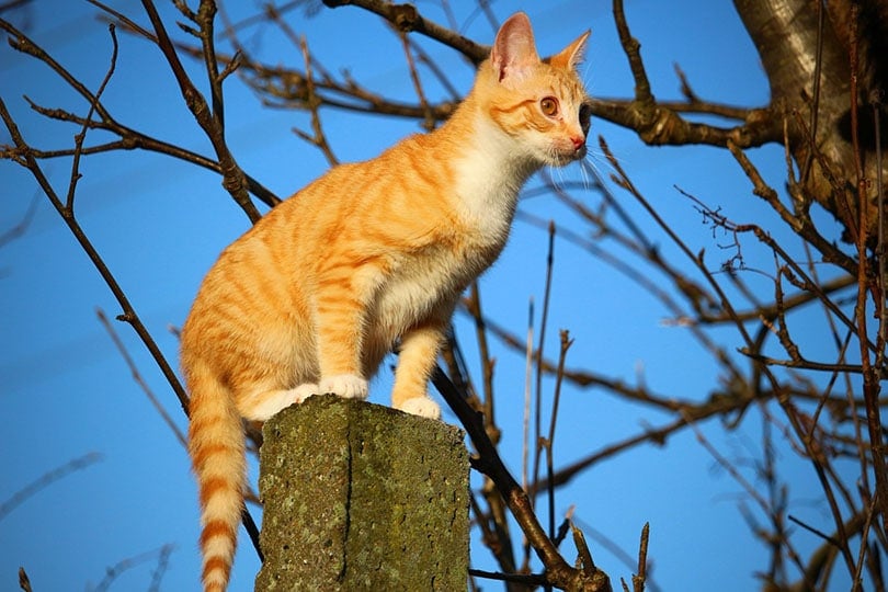 red tabby cat sitting on cemented column