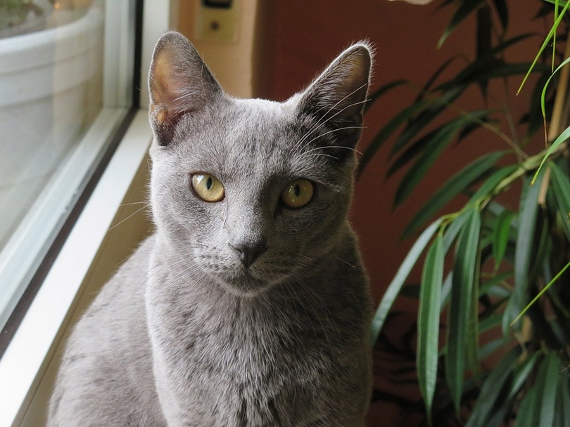 russian blue cat sitting near the window