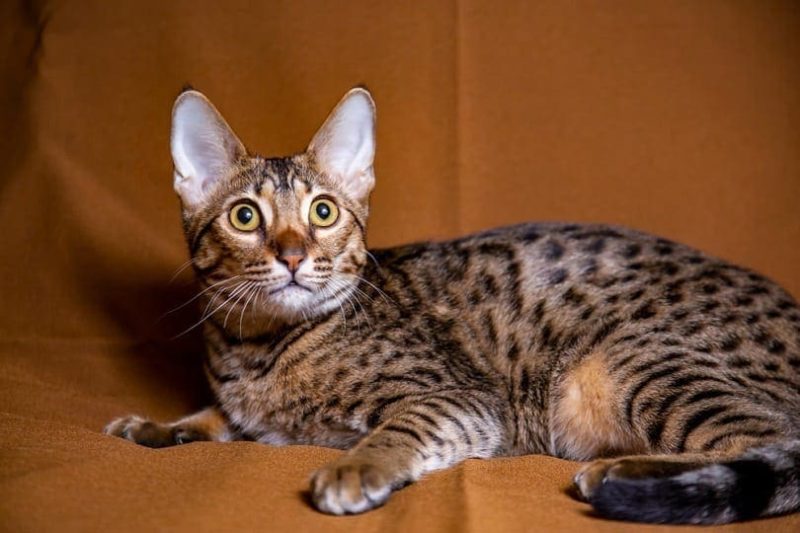 savannah cat looking up