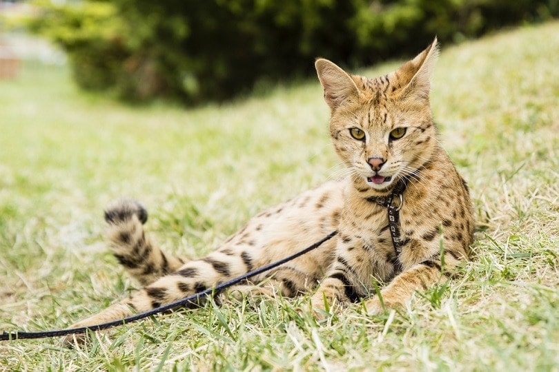 mèo savannah trên dây xích nằm trên cỏ xanh