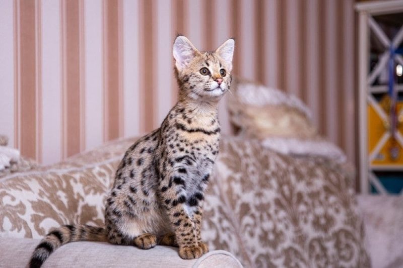 savannah cat sitting on couch
