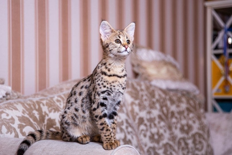 Savannah Kittens For Sale, Friendly Savannah Cats